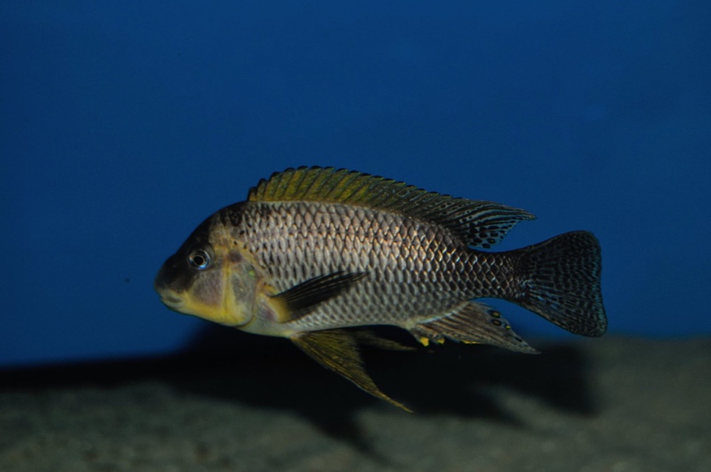 Petrochromis famula 'Zongwe' (Sangala)
